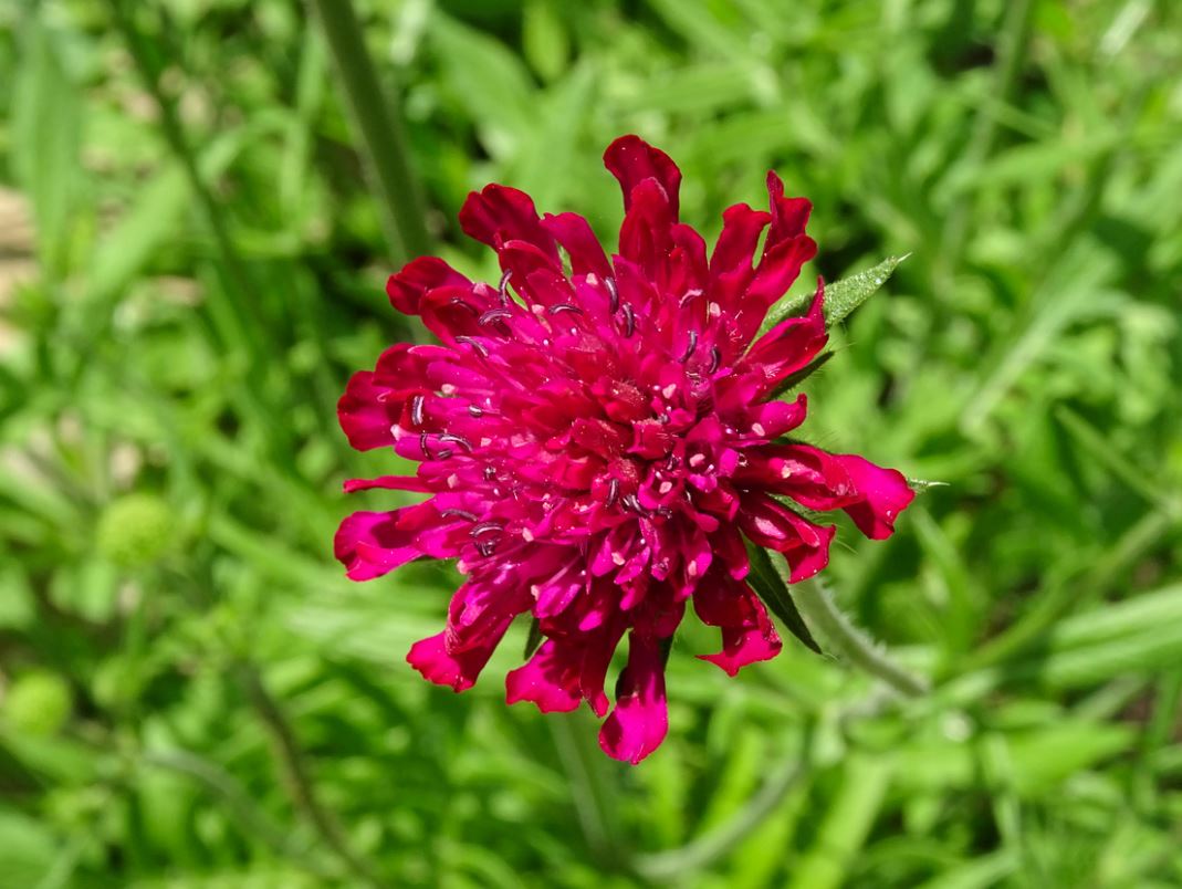 Scabieuse De Macédoine