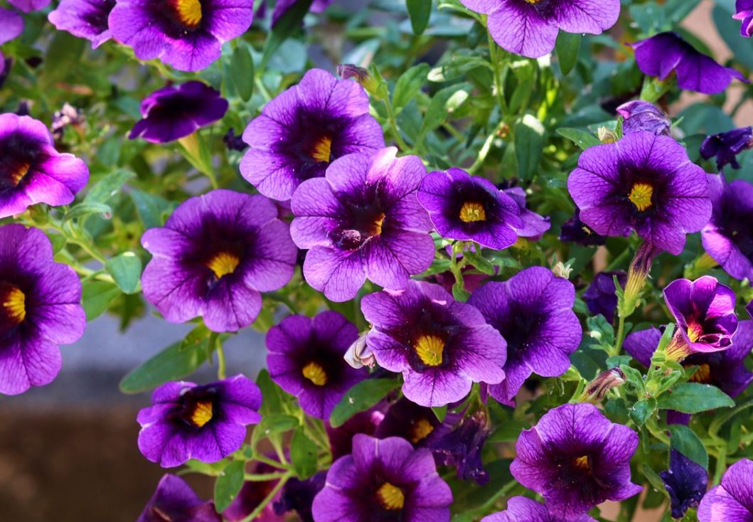 Pétunia