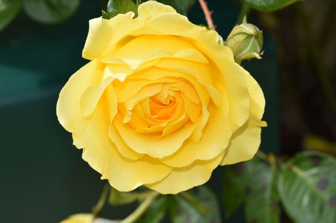Rosier Jaune