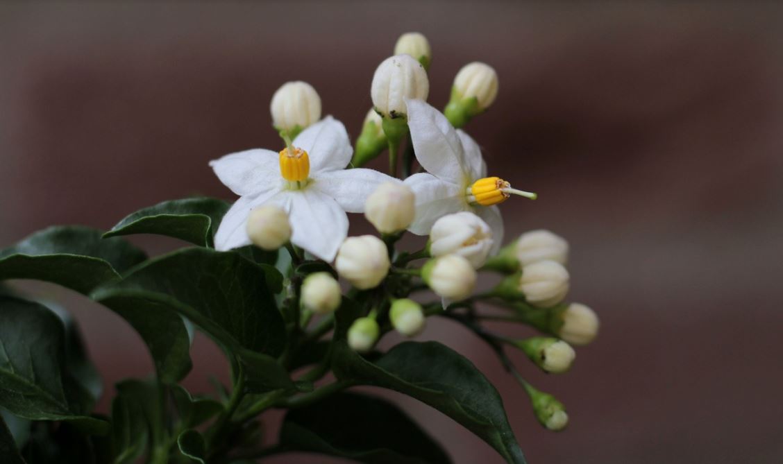 Solanum Grimpant Blanc