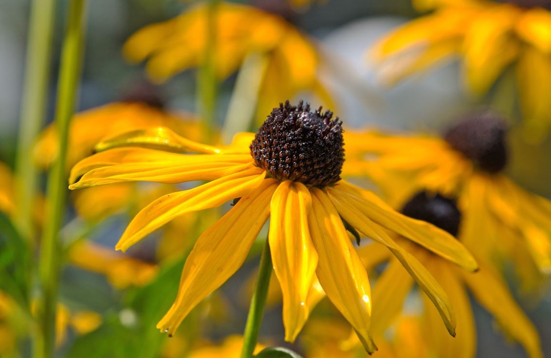 Rudbeckia