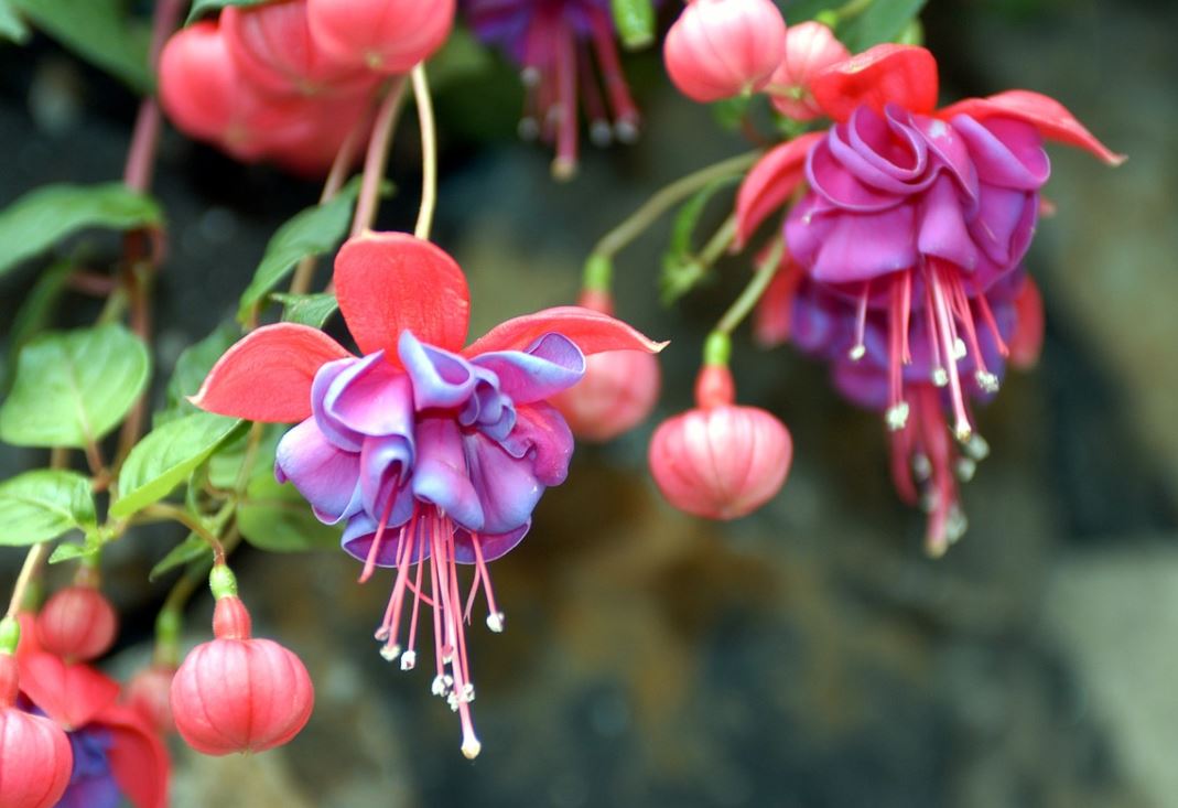 Fuschia