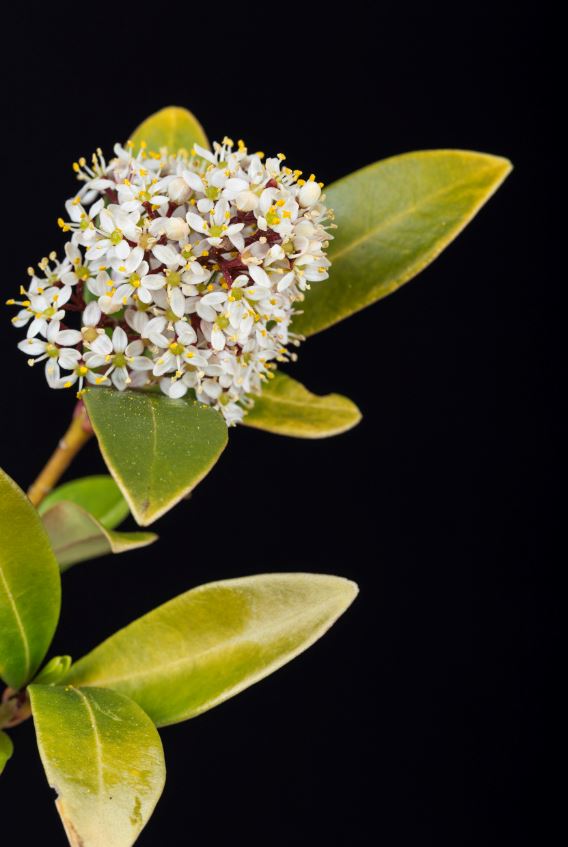 Skimmia Du Japon