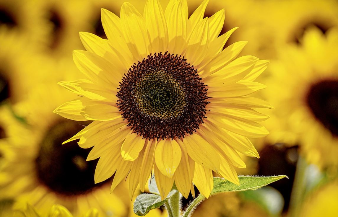 Tournesol