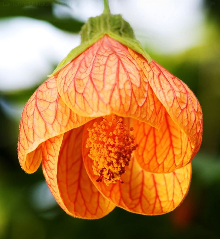 Abutilon