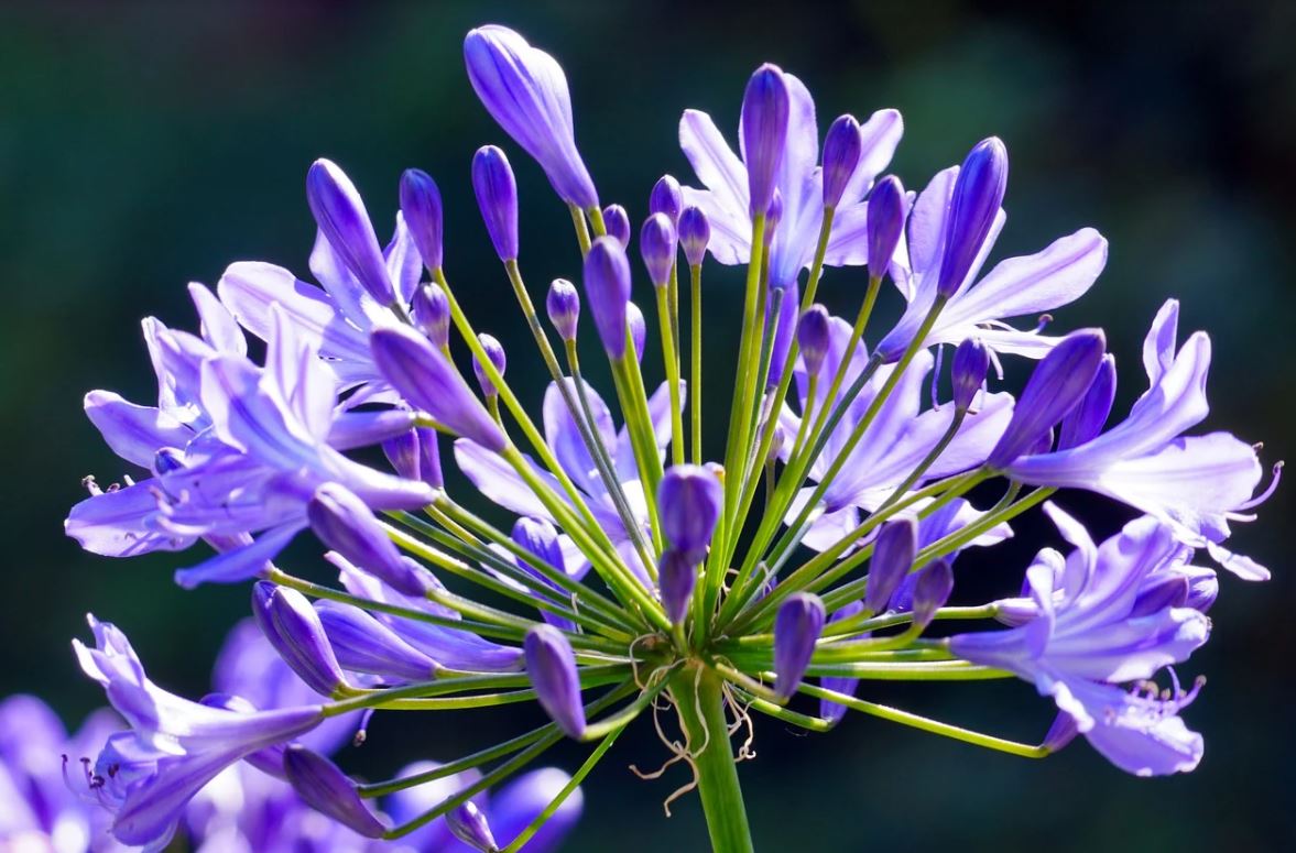 Agapanthe