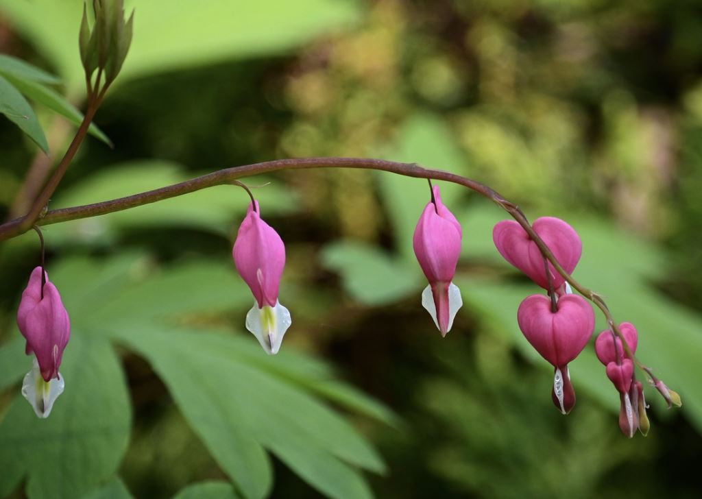 Coeur De Marie