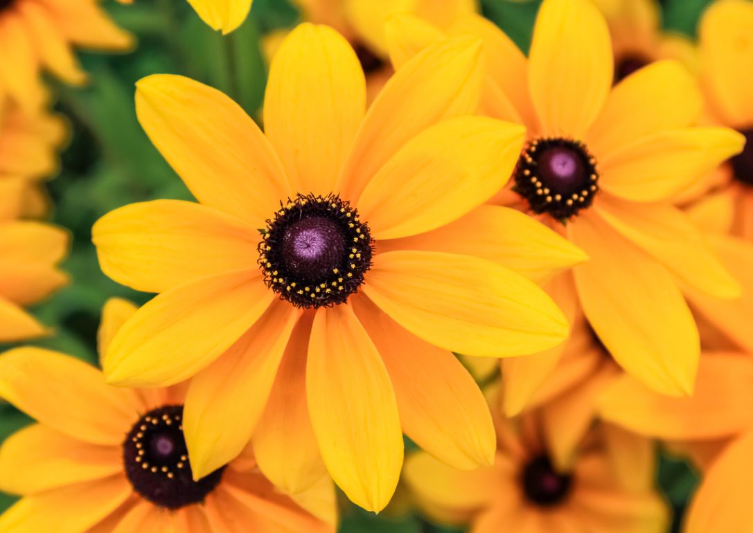 Rudbeckies