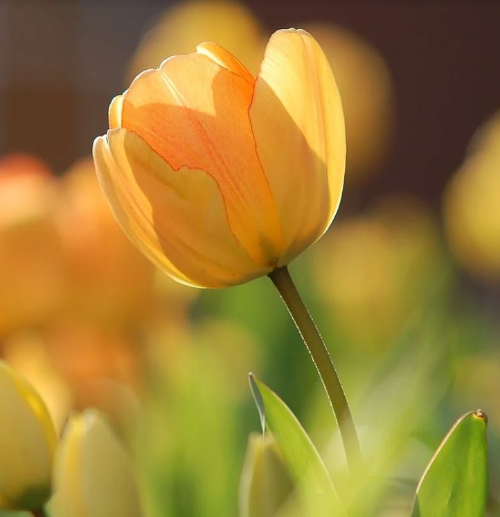 Tulipe