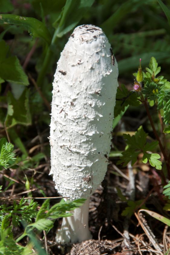 Coprin Chevelu