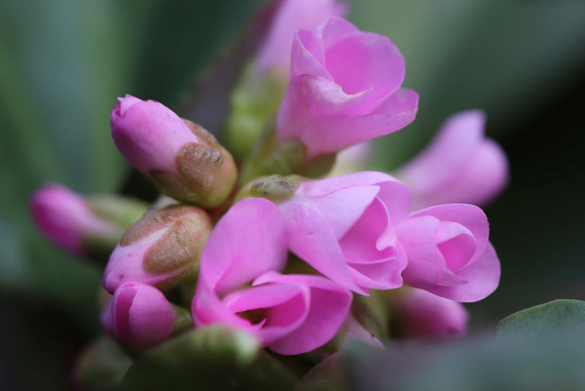 Bergenia