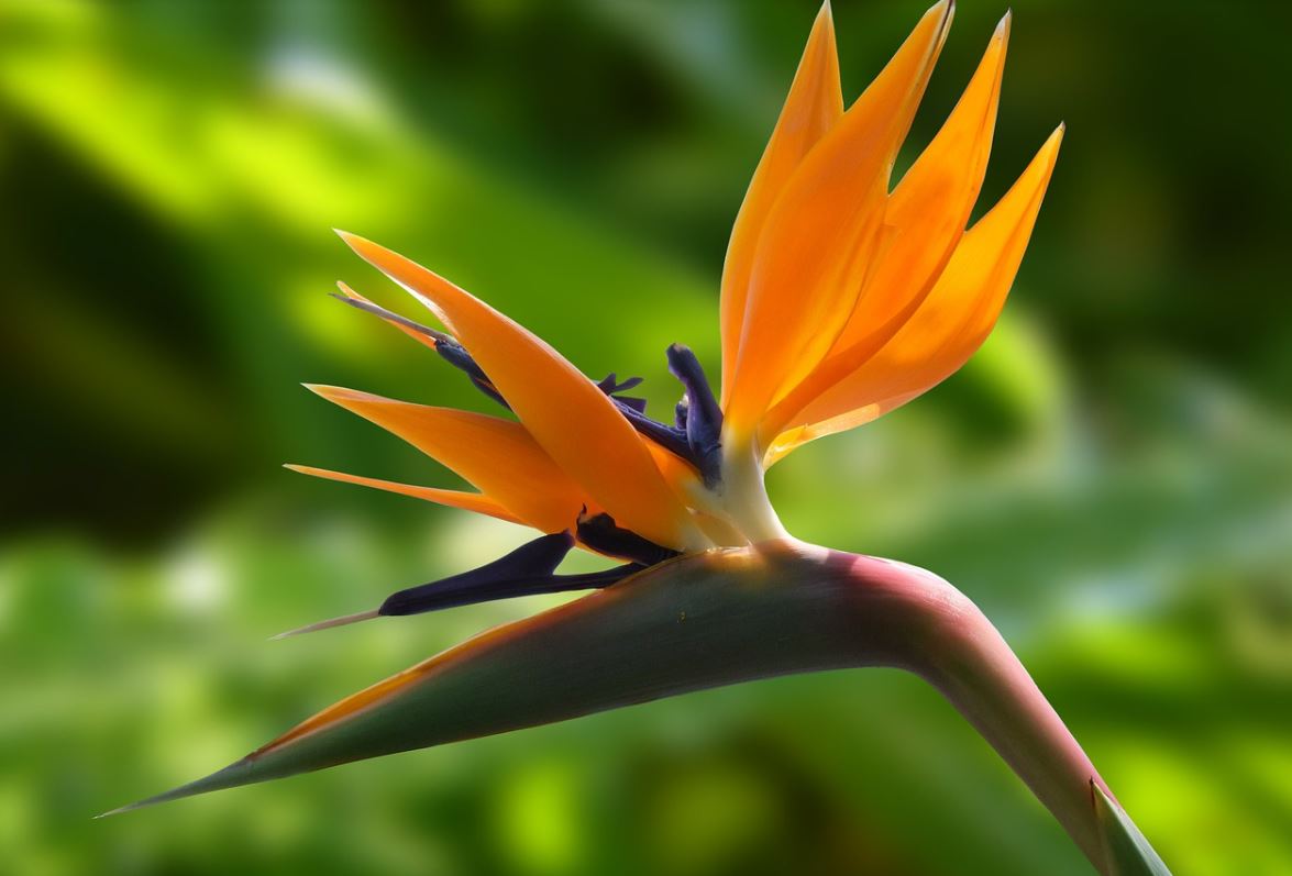 Strelitzia