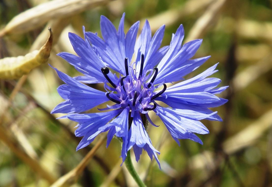 Bleuet