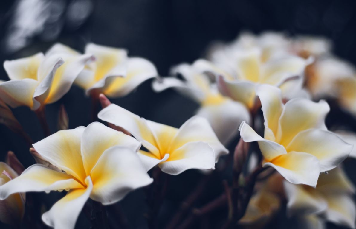 Plumeria