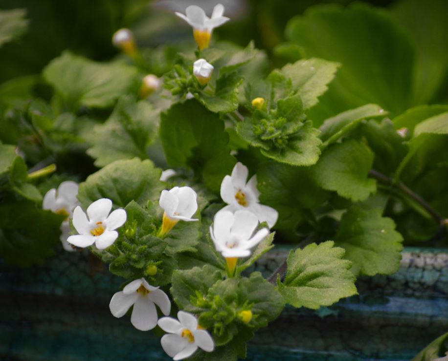 Bacopa
