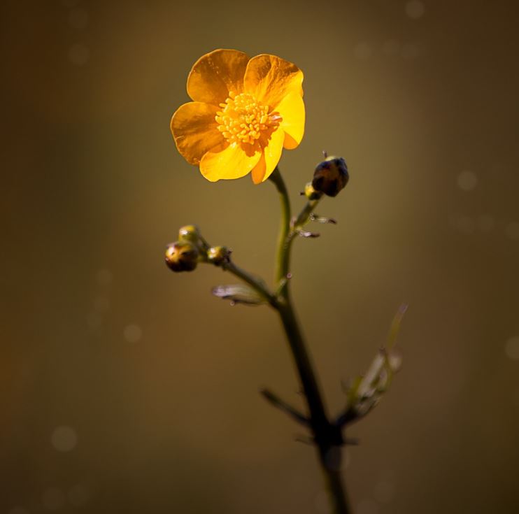 Bouton D'or