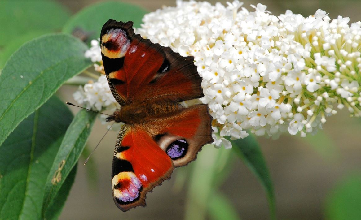 Buddleia
