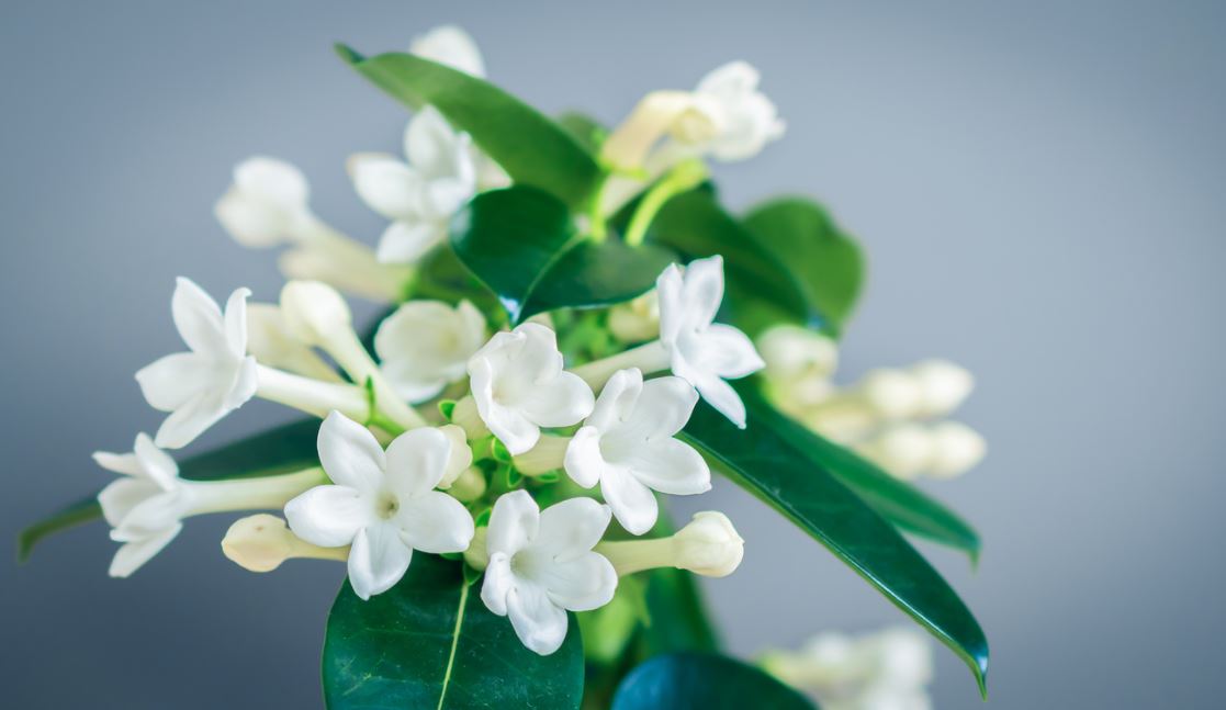 Jasmin De Madagascar