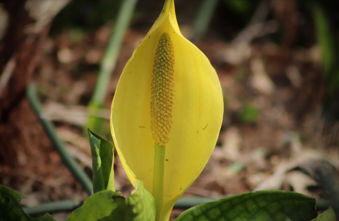 Arum