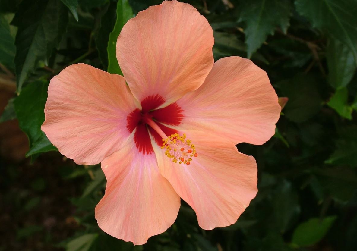 Hibiscus Pixabay
