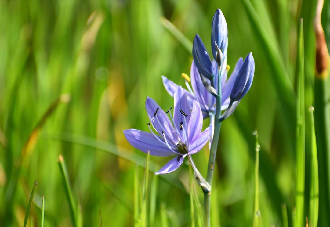 Camassia
