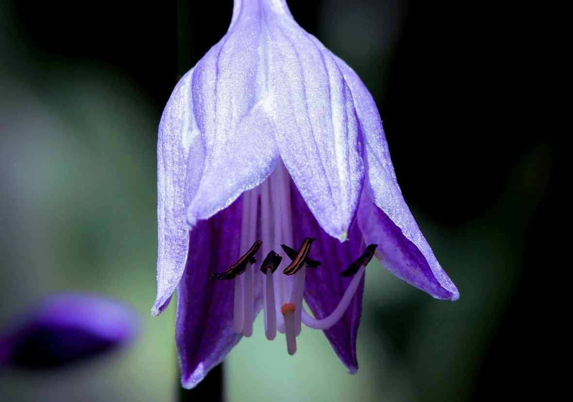 Hosta