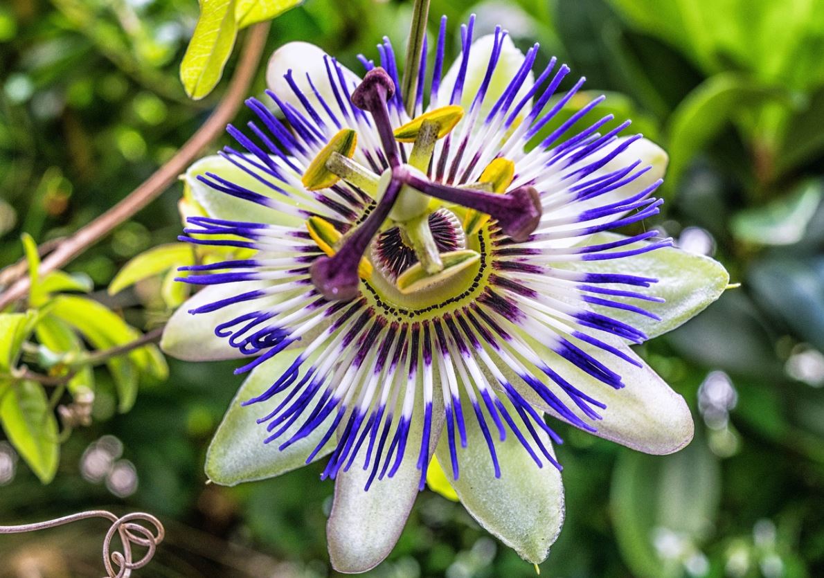 Passiflora