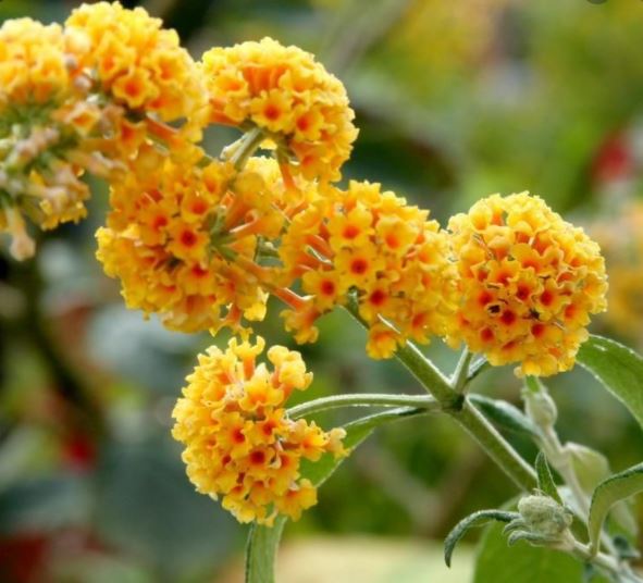 Buddleia Jaune