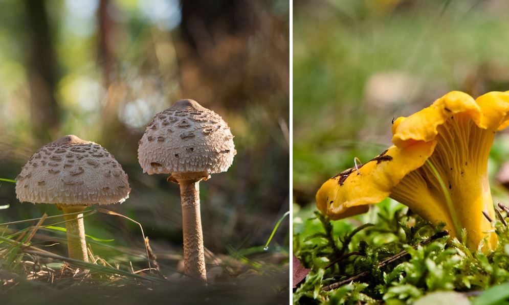 Champignons Comestibles