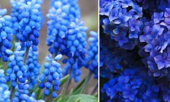 Fleurs Bleues