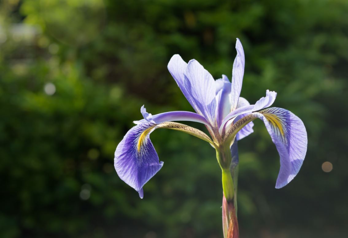 Fleur De Lys Jardin