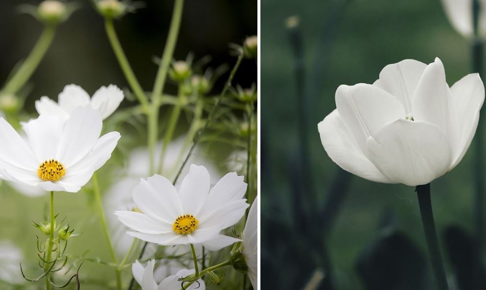 Fleurs blanches : la liste des 30 plus jolies fleurs pour votre jardin