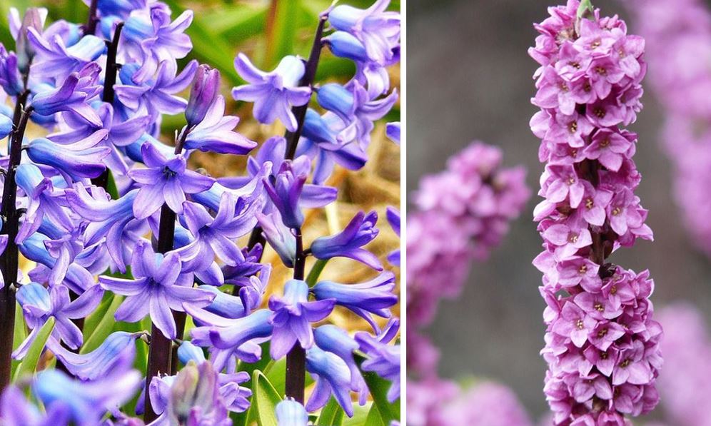 Fleurs De Printemps