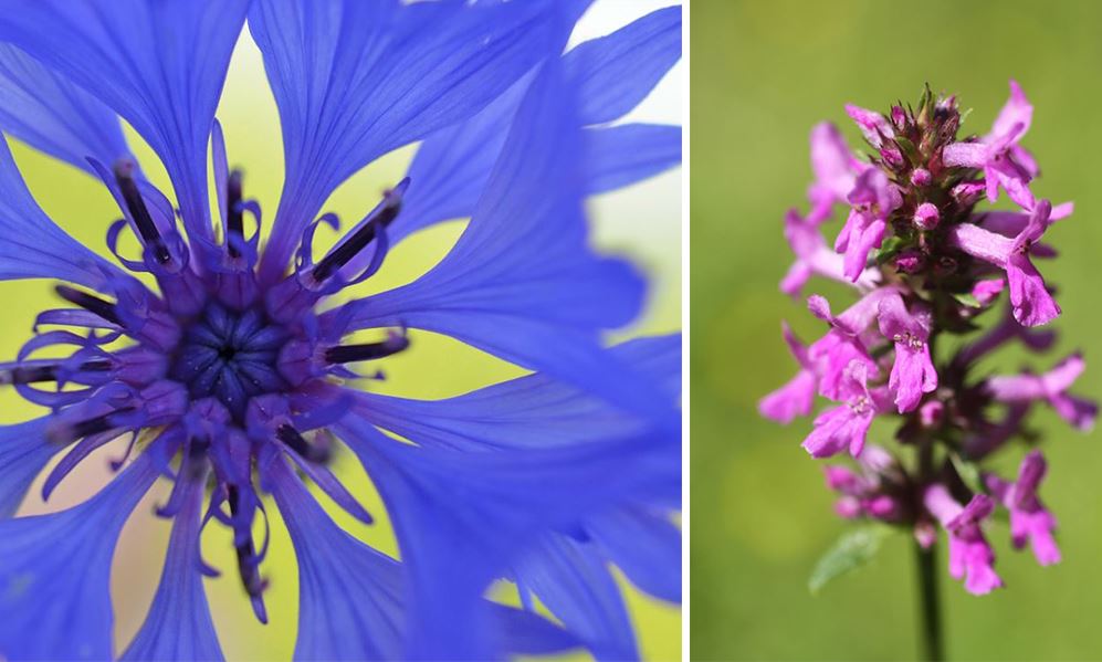 Fleurs des champs : la liste des 30 plus belles variétés