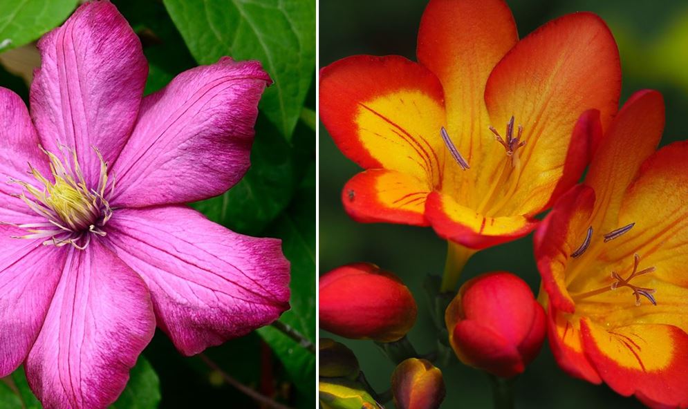 Fleurs D'été