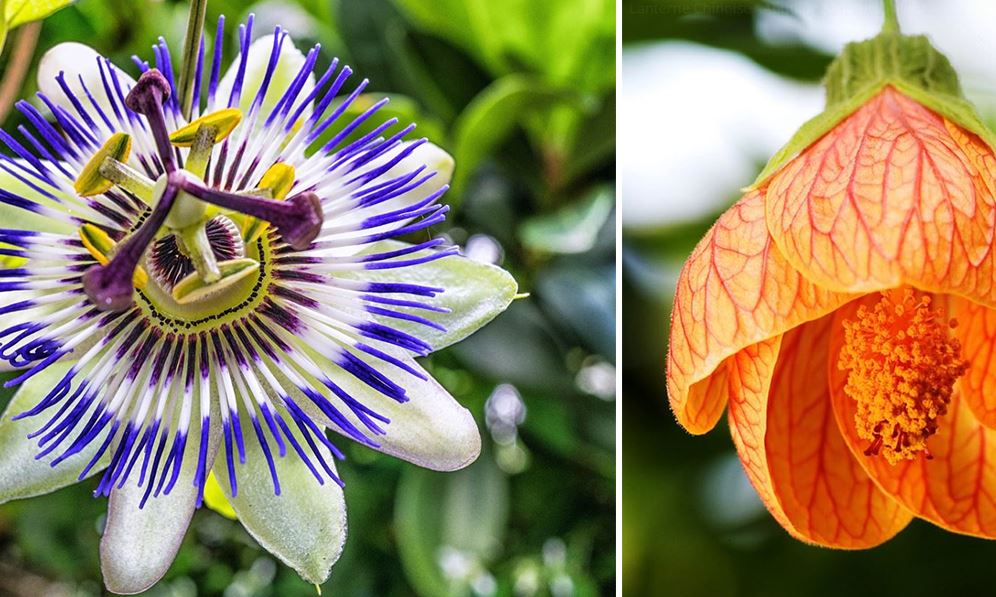 Fleurs exotiques : la liste des 20 plus jolies plantes exotiques