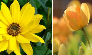 Fleurs Jaunes