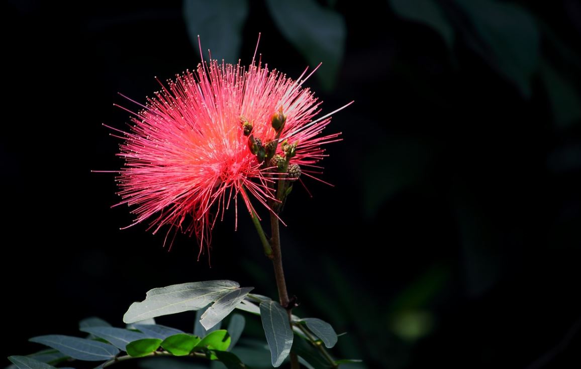 Albizia