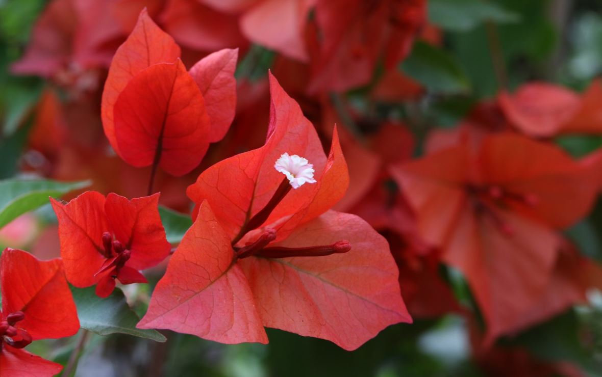 Bougainvilliers