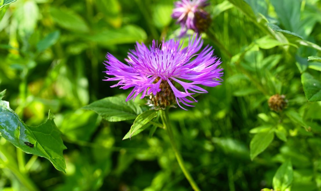 Centaurée