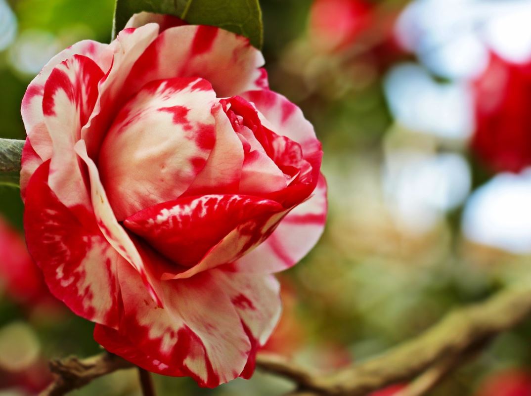 Camelia