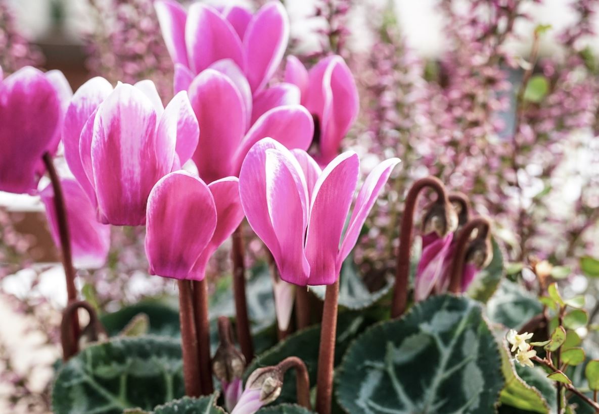 Cyclamen