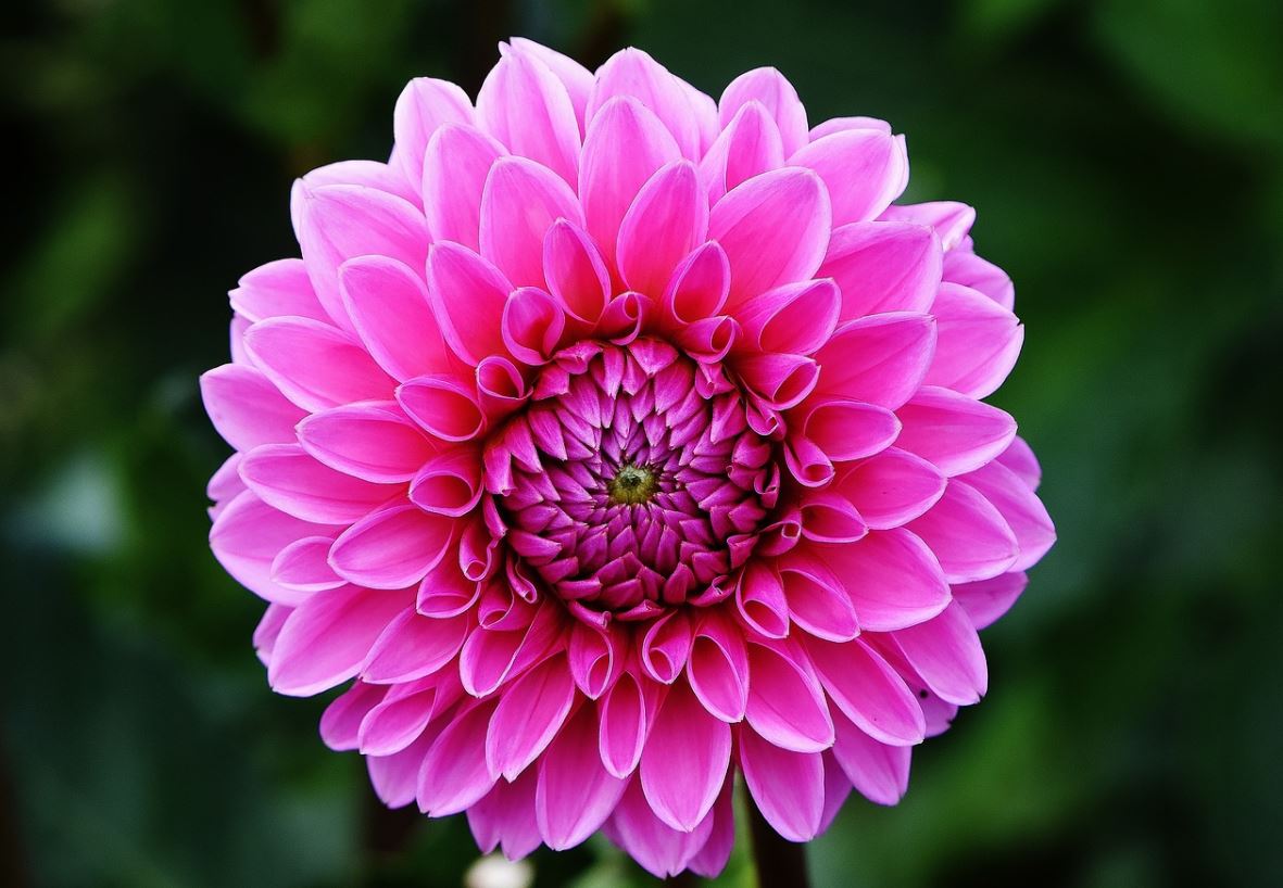 Dahlia