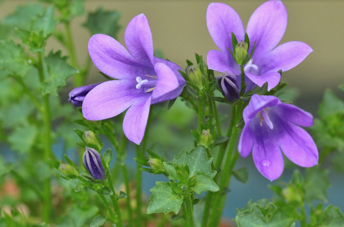 Campanule