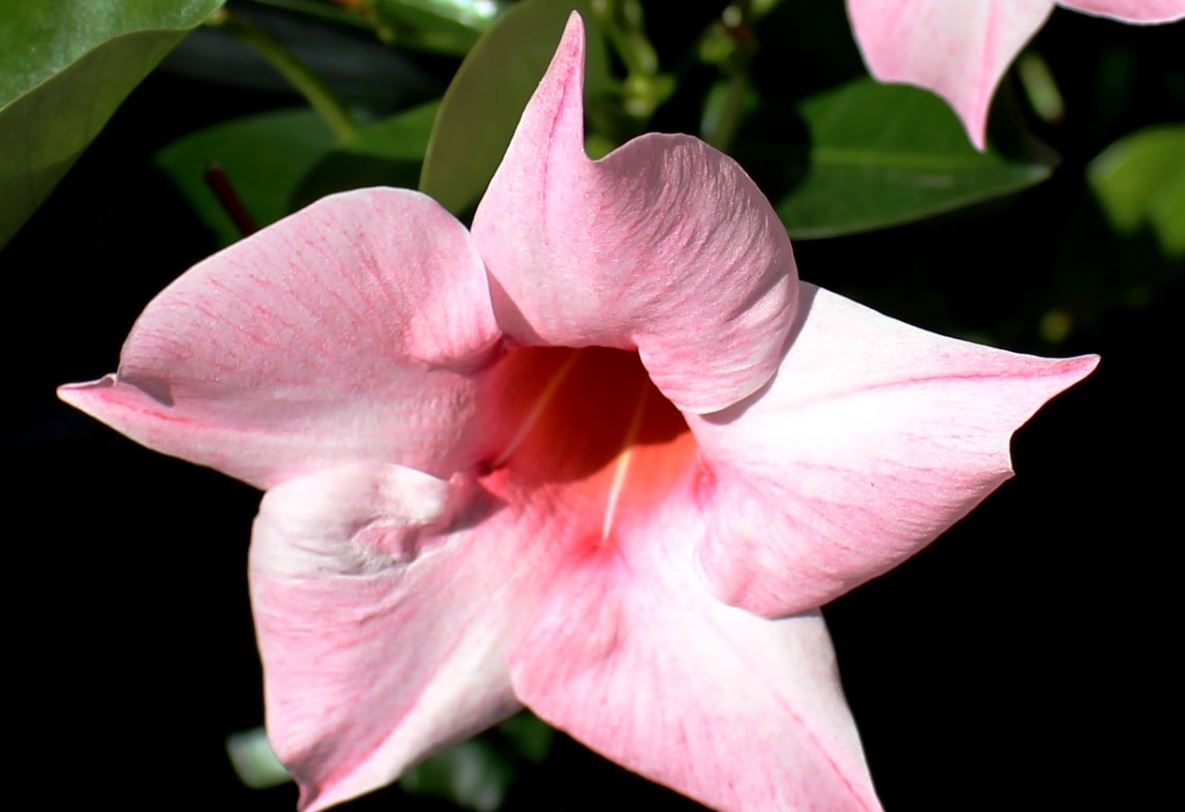 Dipladenia