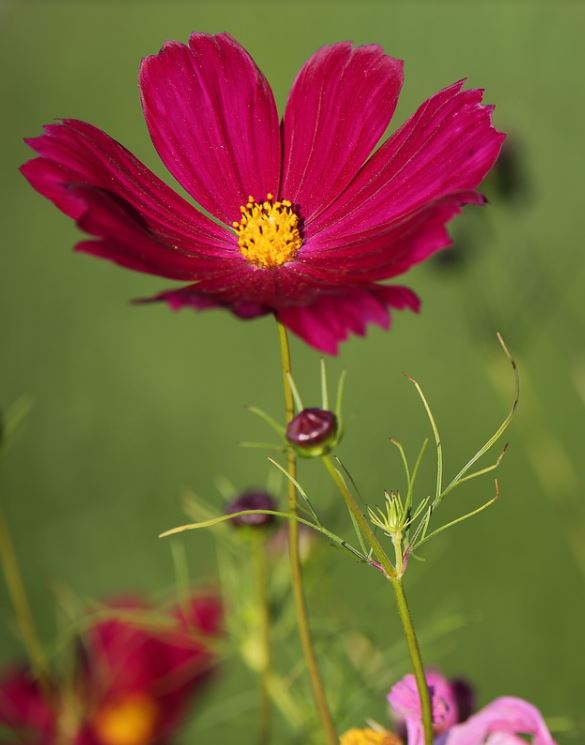 Cosmos