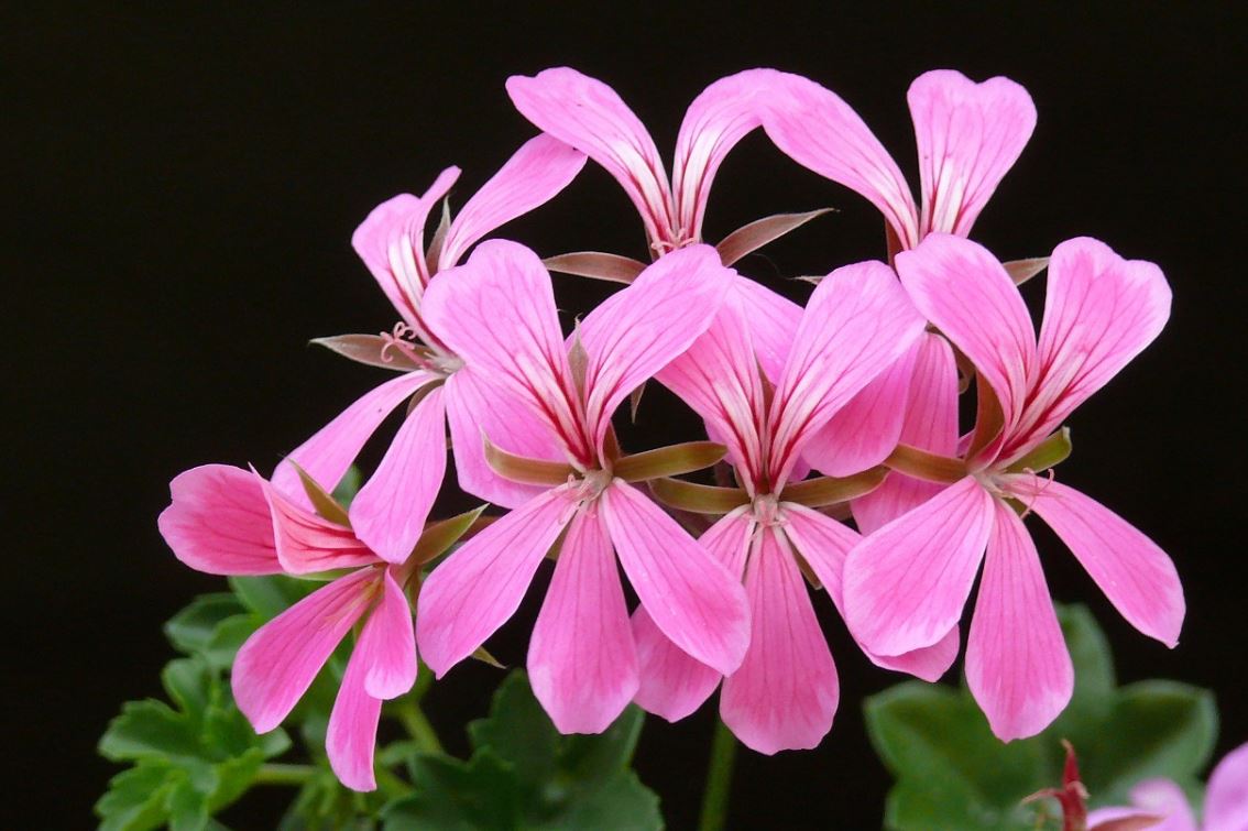 Geranium