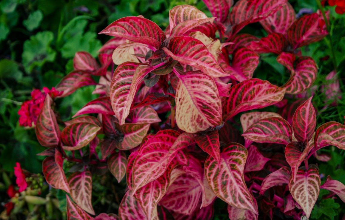 Croton