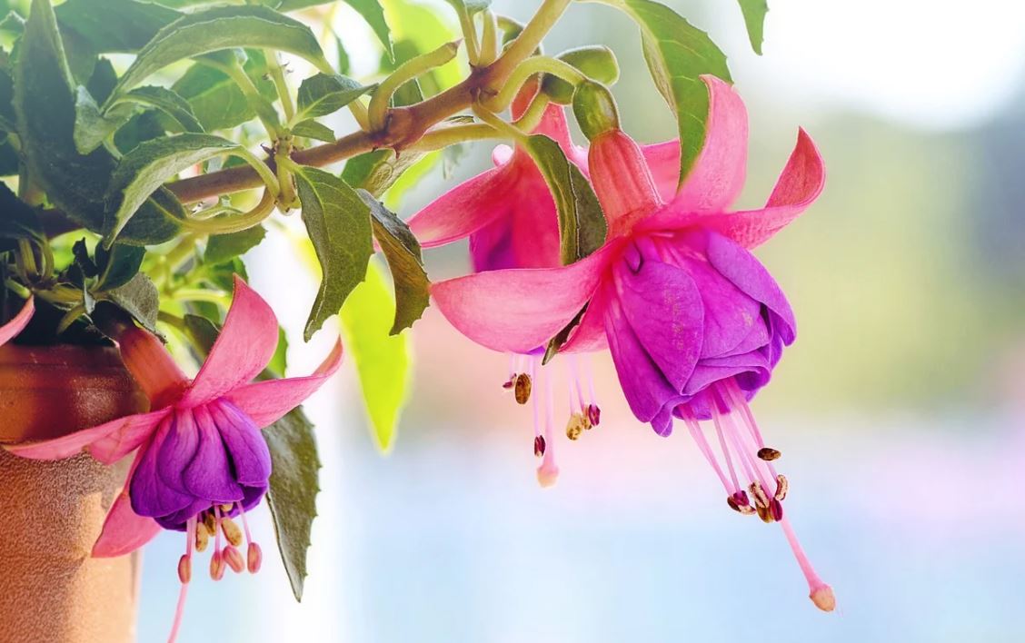 Fuchsia