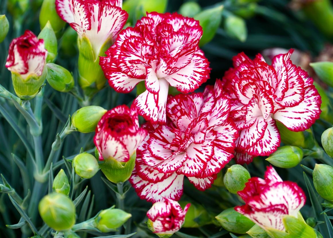 Dianthus